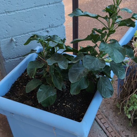 Photo of the plant species Sunset Hibiscus by @FancyFoxgrape named Emerson on Greg, the plant care app