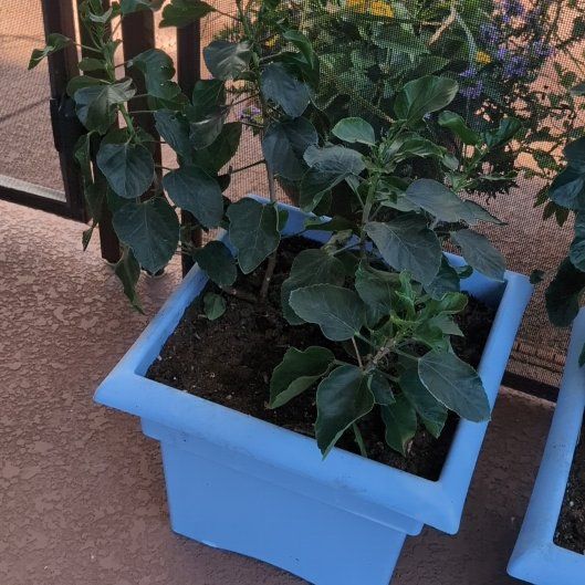 Photo of the plant species Sunset Hibiscus by @FancyFoxgrape named Sanders on Greg, the plant care app