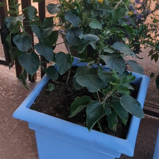 Photo of the plant species Sunset Hibiscus by @FancyFoxgrape named Curie on Greg, the plant care app