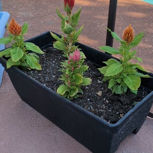 Photo of the plant species Celosia by @FancyFoxgrape named Walt on Greg, the plant care app