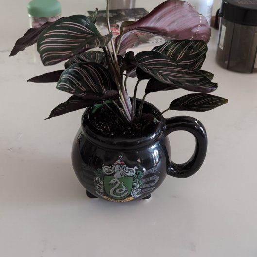 Photo of the plant species Zebra Plant by @FancyFoxgrape named Hugh Plant on Greg, the plant care app