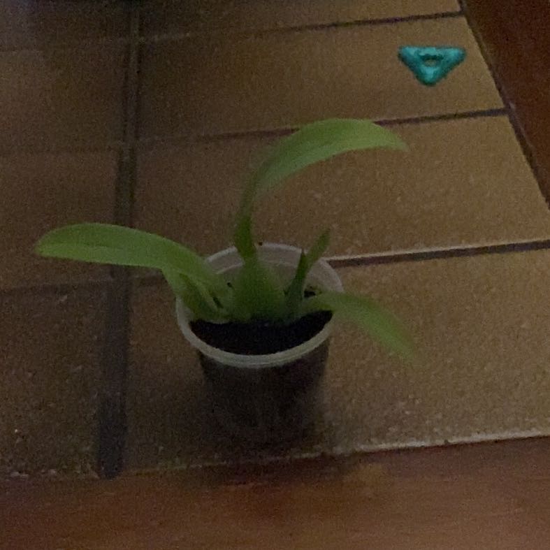 Photo of the plant species Mystic Maze Orchid by @DandySubclover named Hemingway on Greg, the plant care app