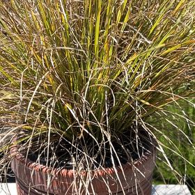 Photo of the plant species California Fescue by @ManyBlackwattle named Gates on Greg, the plant care app