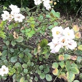 Photo of the plant species Apricot Drift Rose by @WittyHawkswing named Foxxy on Greg, the plant care app