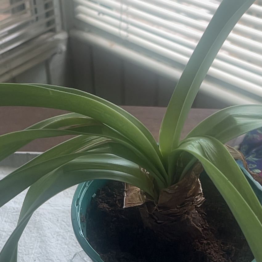Photo of the plant species Apple Blossom Amaryllis by @FoxyEnglishoak named Peter Parker on Greg, the plant care app