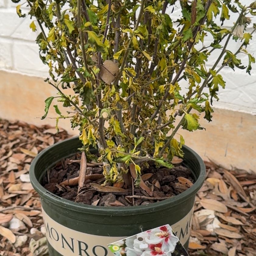Photo of the plant species Korean Hibiscus by @JoyousCapsicum named Darwin on Greg, the plant care app