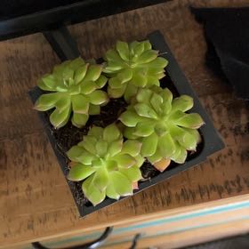 Photo of the plant species Letizia by @ExpertChiltepin named Dolores on Greg, the plant care app