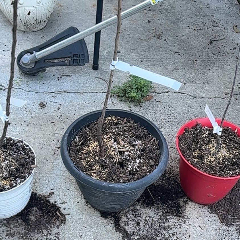 Photo of the plant species June plum by @IconJesuitsbark named Maya on Greg, the plant care app