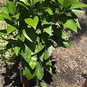 Photo of the plant species Moro Blood Orange by @SuppleShyleaf named Khaleesi on Greg, the plant care app