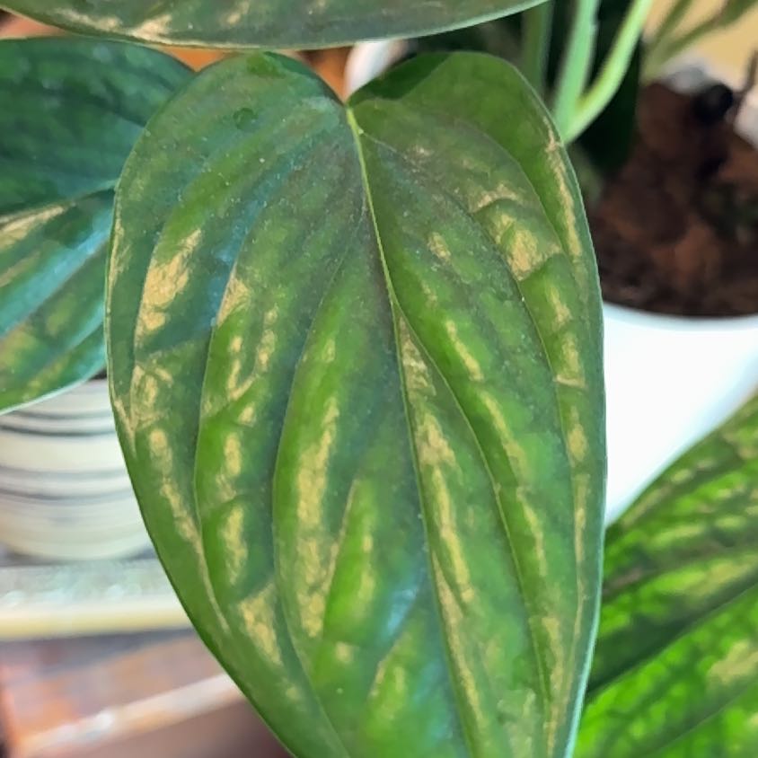 Photo of the plant species Green galaxy by @NoblyBogrhubarb named Homer on Greg, the plant care app