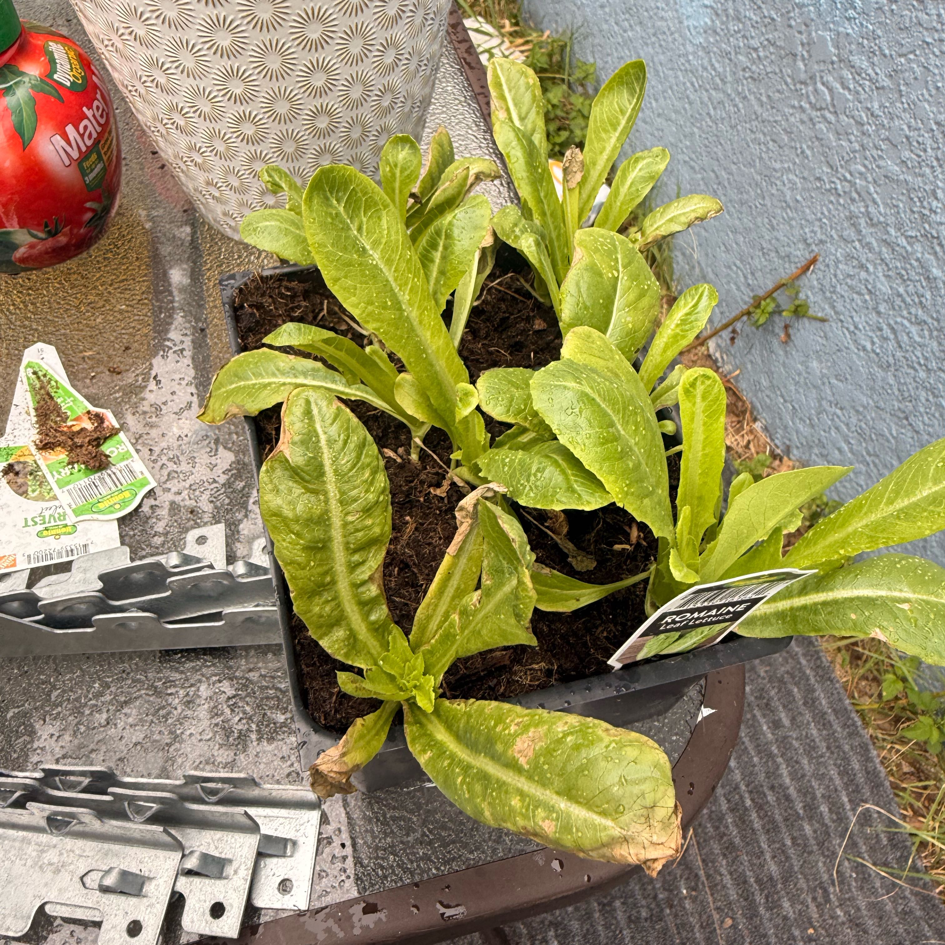 Photo of the plant species Romaine Lettuce 'Rosaine' by @StrategicBalsam named Roxy on Greg, the plant care app