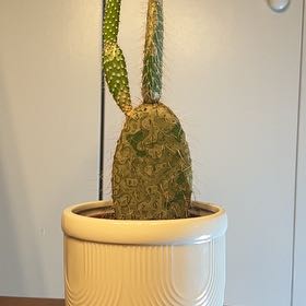 Photo of the plant species Galápagos Prickly Pear by @ChiefDatepalm named Philly on Greg, the plant care app