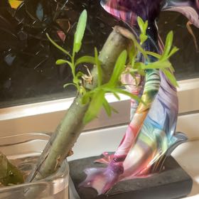 Photo of the plant species Weeping Bonsai Tree by @LeadWhitfieldia named Sir Plancelot on Greg, the plant care app