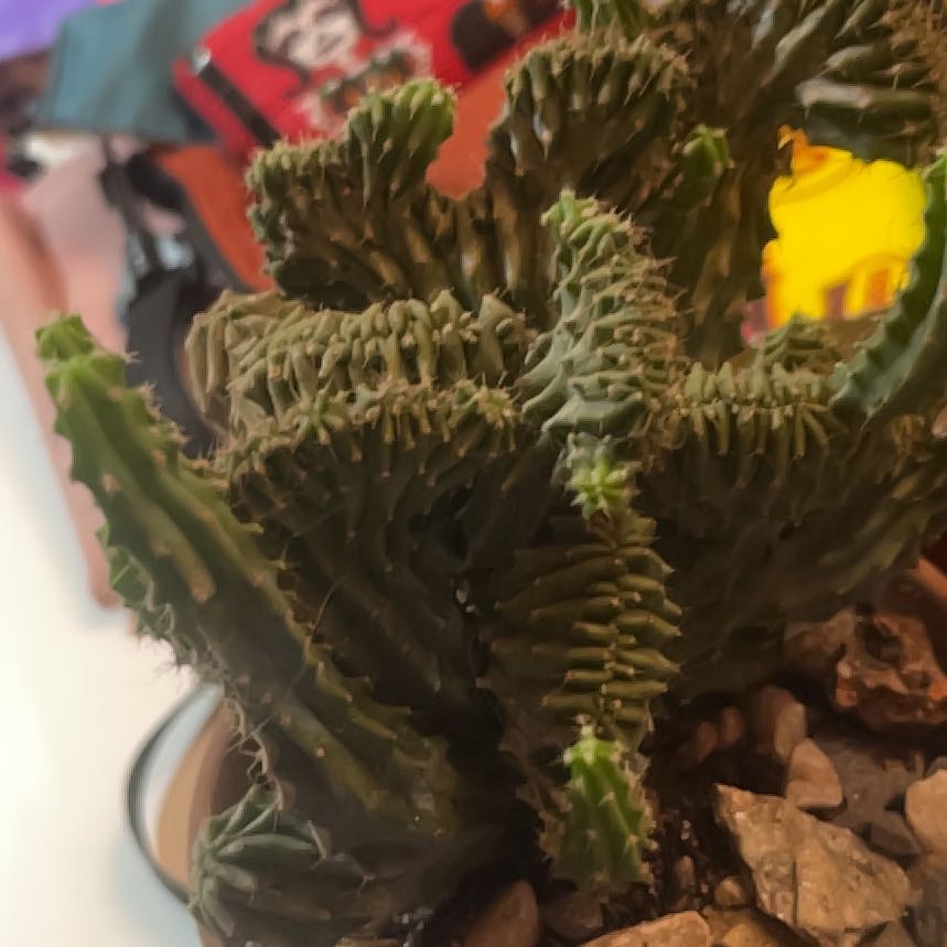 Photo of the plant species Euphorbia 'Green Elf Cristata' by @LeadWhitfieldia named Orwell on Greg, the plant care app