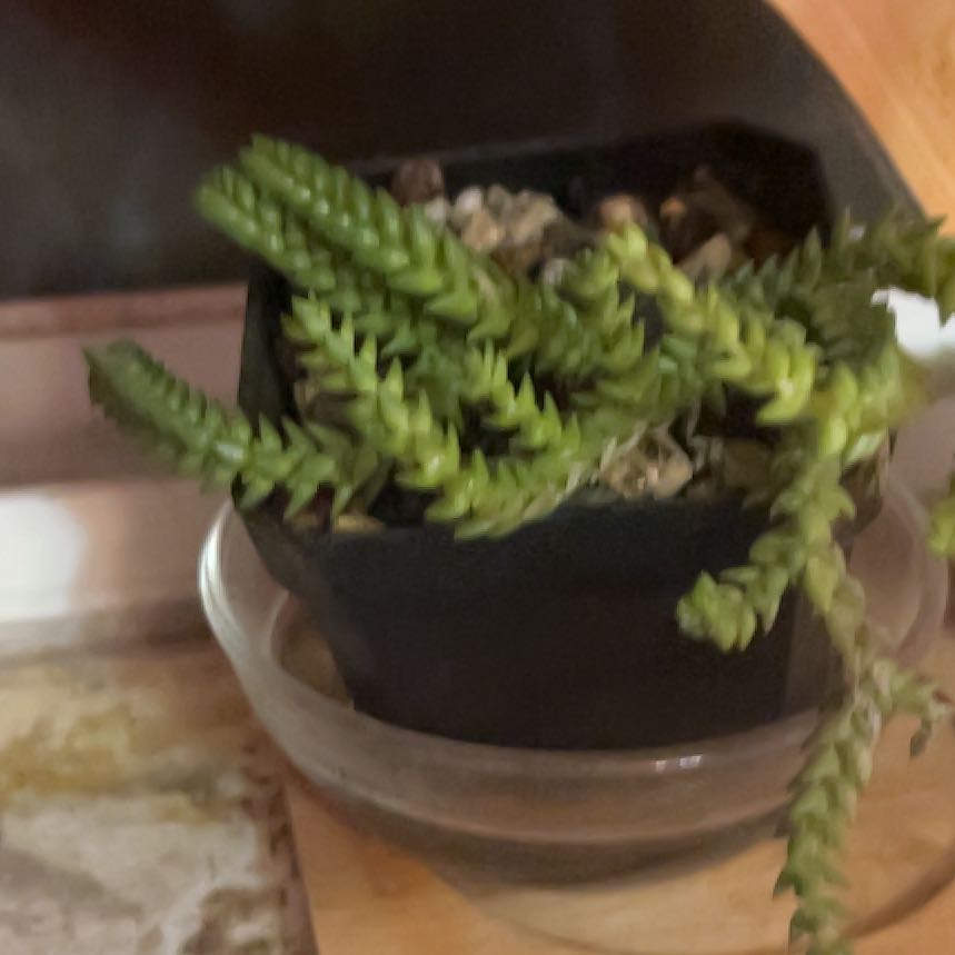 Photo of the plant species Watch Chain by @LeadWhitfieldia named Michelle Branch on Greg, the plant care app