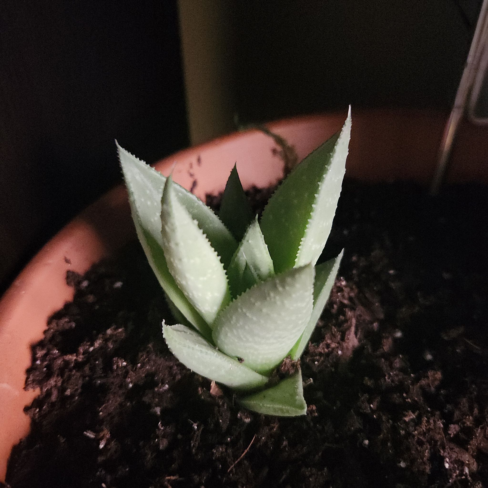 Photo of the plant species Haworthia 'Savanna' by @FullBlackrose named Shelley on Greg, the plant care app