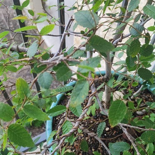 Photo of the plant species Basket Elm by @TycoonTobacco named Stella on Greg, the plant care app