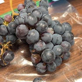 Photo of the plant species Concord Grape by @HeroThemiller named Treeyoncé on Greg, the plant care app