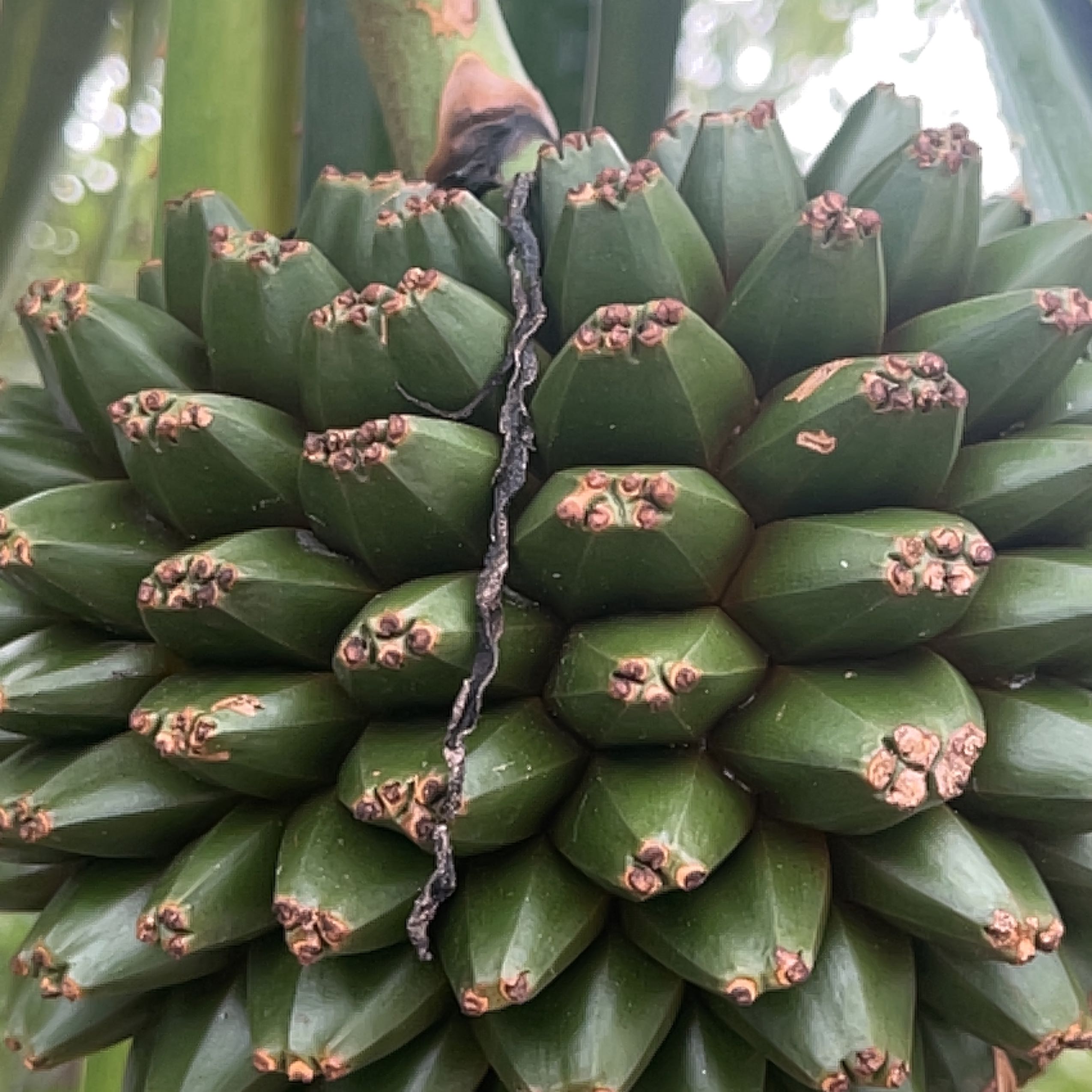 Screw Pine uploaded to the Greg plant app by @user5326922d