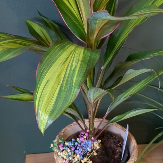 Photo of the plant species Ti plant by @DotingSourwood named Corneleus on Greg, the plant care app