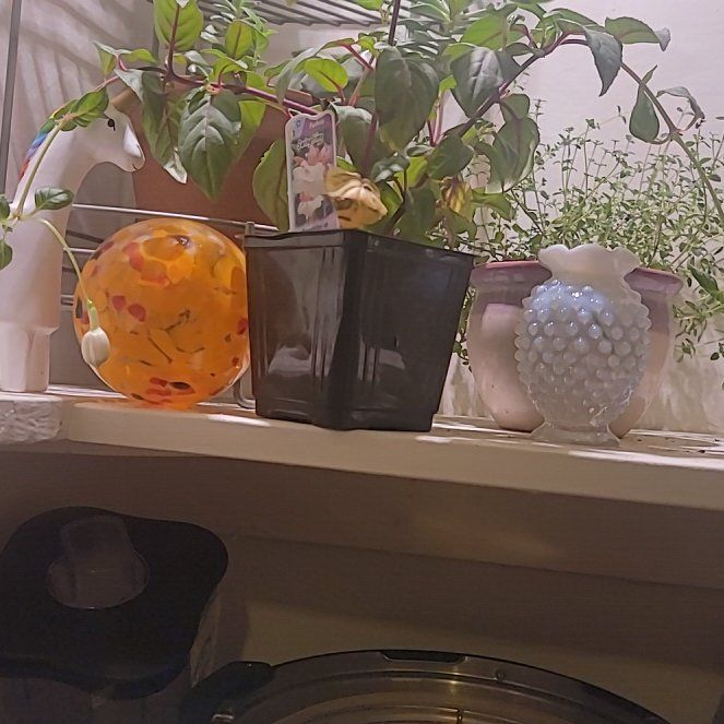 Photo of the plant species Creeping Fuchsia by @WhollyOlivetree named Aria on Greg, the plant care app