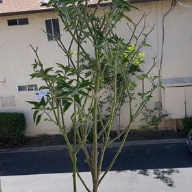 Photo of the plant species Chile de Arbol by @ewinters named Luisa on Greg, the plant care app