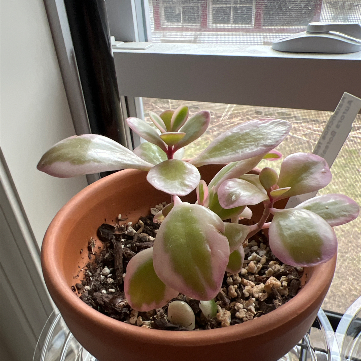 Photo of the plant species Lavender Scallops by @HunkyFlamevine named Kalanchoe fedtschenkoi on Greg, the plant care app