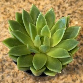 Photo of the plant species Wax Agarve by @JuicyDragontail named Delilah on Greg, the plant care app