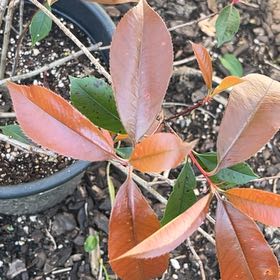 Photo of the plant species Taiwanese Photinia by @RegalHarebarley named Baesil on Greg, the plant care app