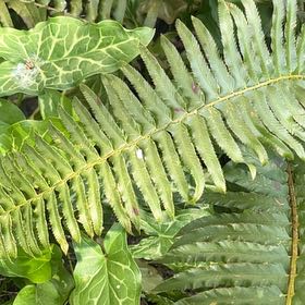 Photo of the plant species Western Swordfern by @RegalHarebarley named Osmo on Greg, the plant care app
