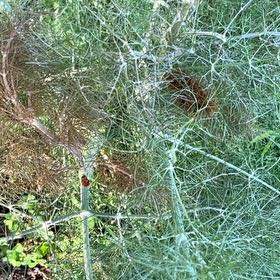 Photo of the plant species Common Fennel by @RegalHarebarley named da Vinci on Greg, the plant care app