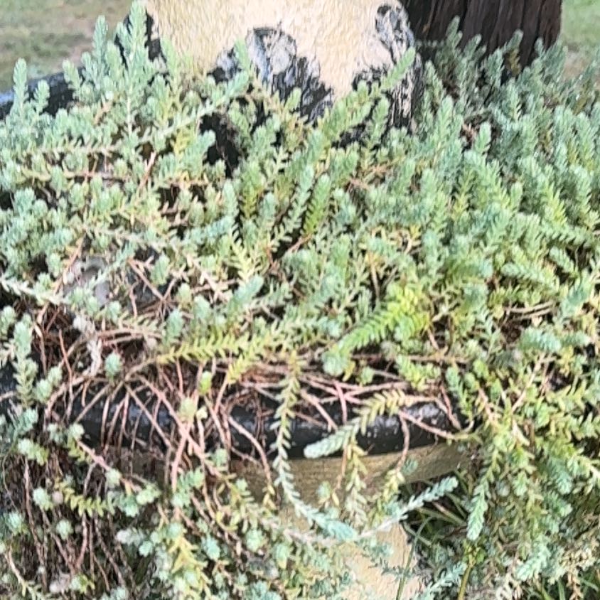 Photo of the plant species Strathmore Weed by @MightyCaladium named Aristotle on Greg, the plant care app