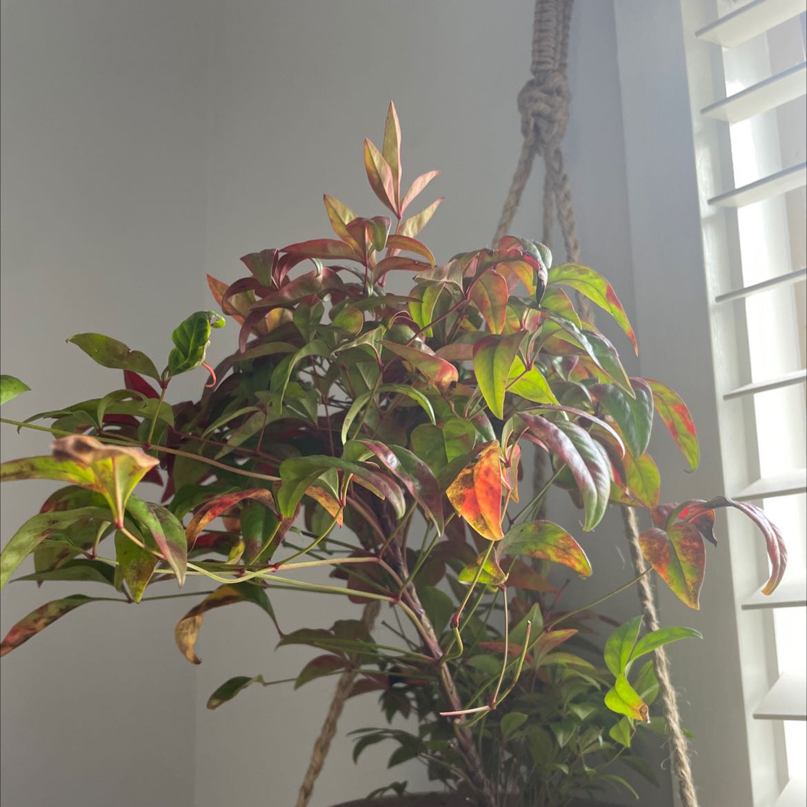 Sacred Bamboo plant with green and reddish leaves, some showing discoloration.