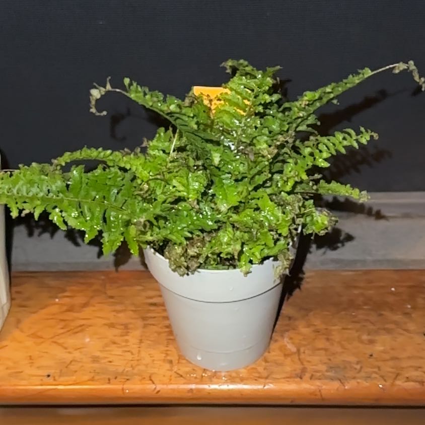 Plant care for Sword Fern on Greg, the plant care app