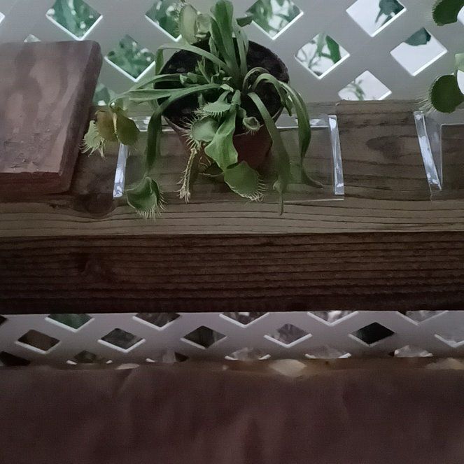 Photo of the plant species Venus Fly Trap (Gremlin) by @StoutEnglishoak named Sage on Greg, the plant care app