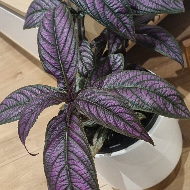 Photo of the plant species persian shield by @BoldRoseheath named Violet on Greg, the plant care app