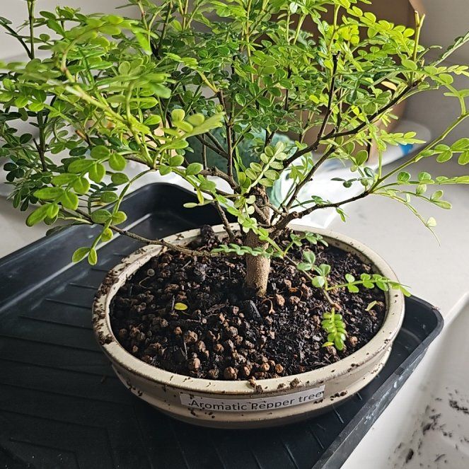 Photo of the plant species Lemon Pepper Tree by @ForrealCardoon named Orlando Bloom on Greg, the plant care app
