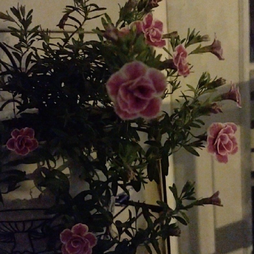 Photo of the plant species Superbells® Doublette Love Swept™ by @MarvelSnowdrop named Huckleberry Fern on Greg, the plant care app