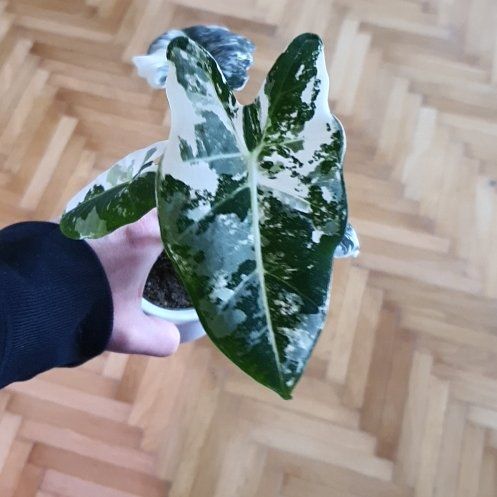 Photo of the plant species Frydek by @PetiteBeachrose named Queen on Greg, the plant care app