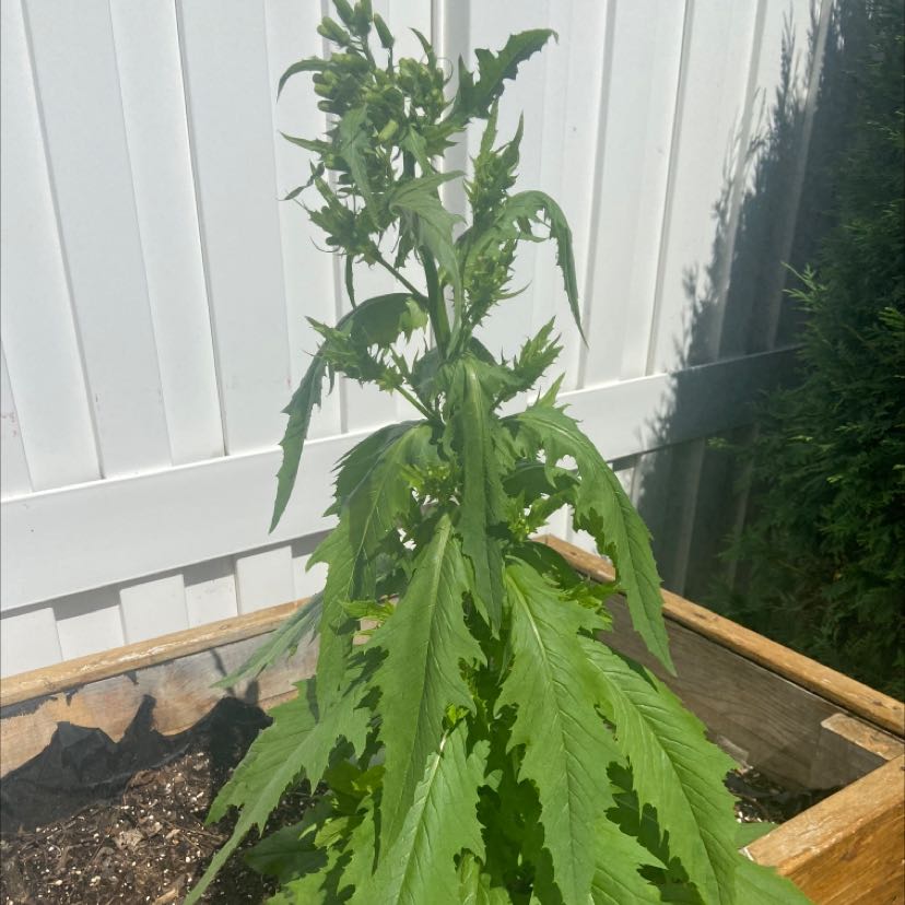Photo of the plant species fireweed by Melissa named Your plant on Greg, the plant care app