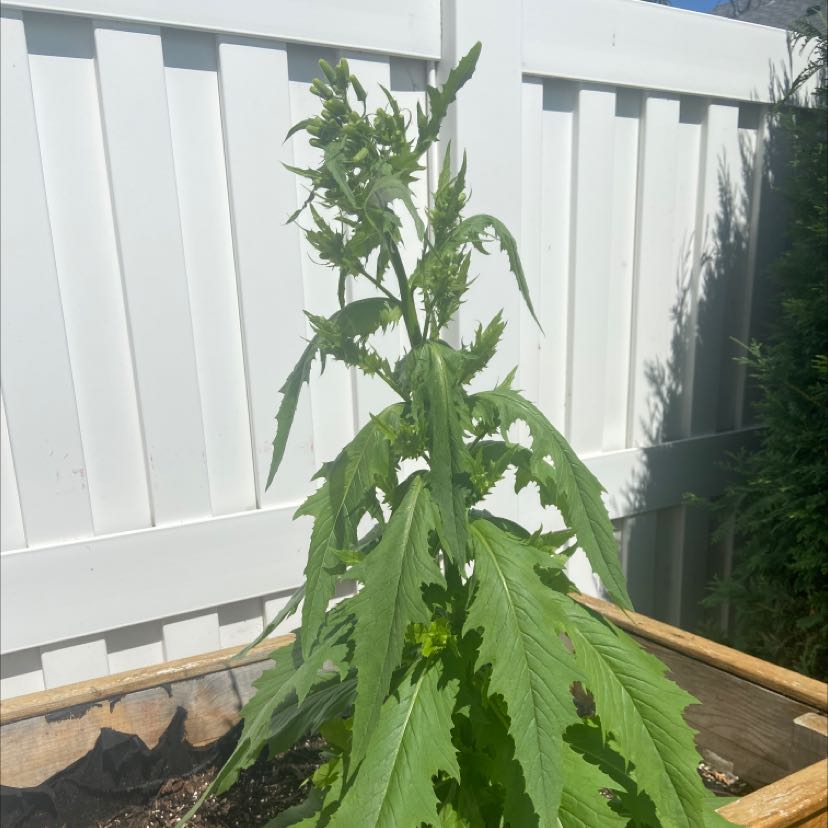 Photo of the plant species fireweed by Melissa named Your plant on Greg, the plant care app