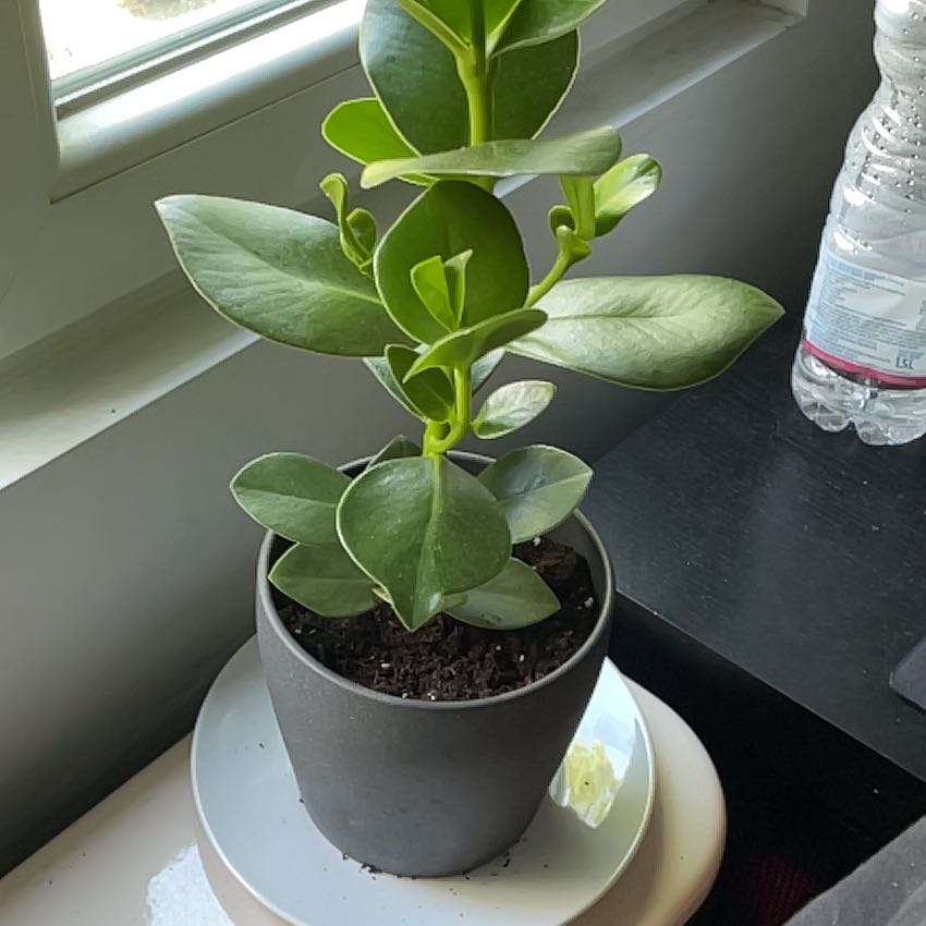 Alphinaud Leveilleur