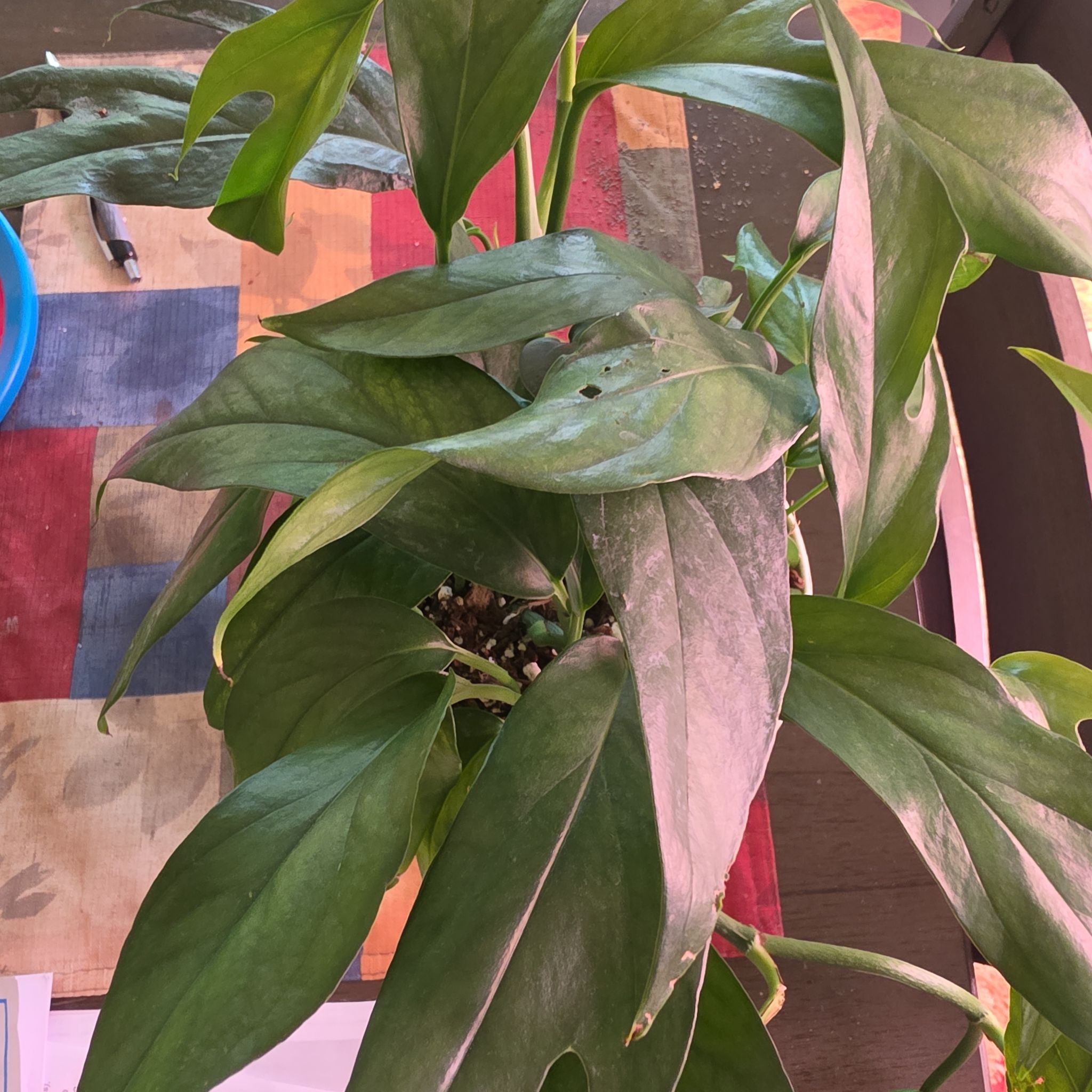 Photo of the plant species Baltic Blue Pothos by @VersatileHedera named Anne on Greg, the plant care app