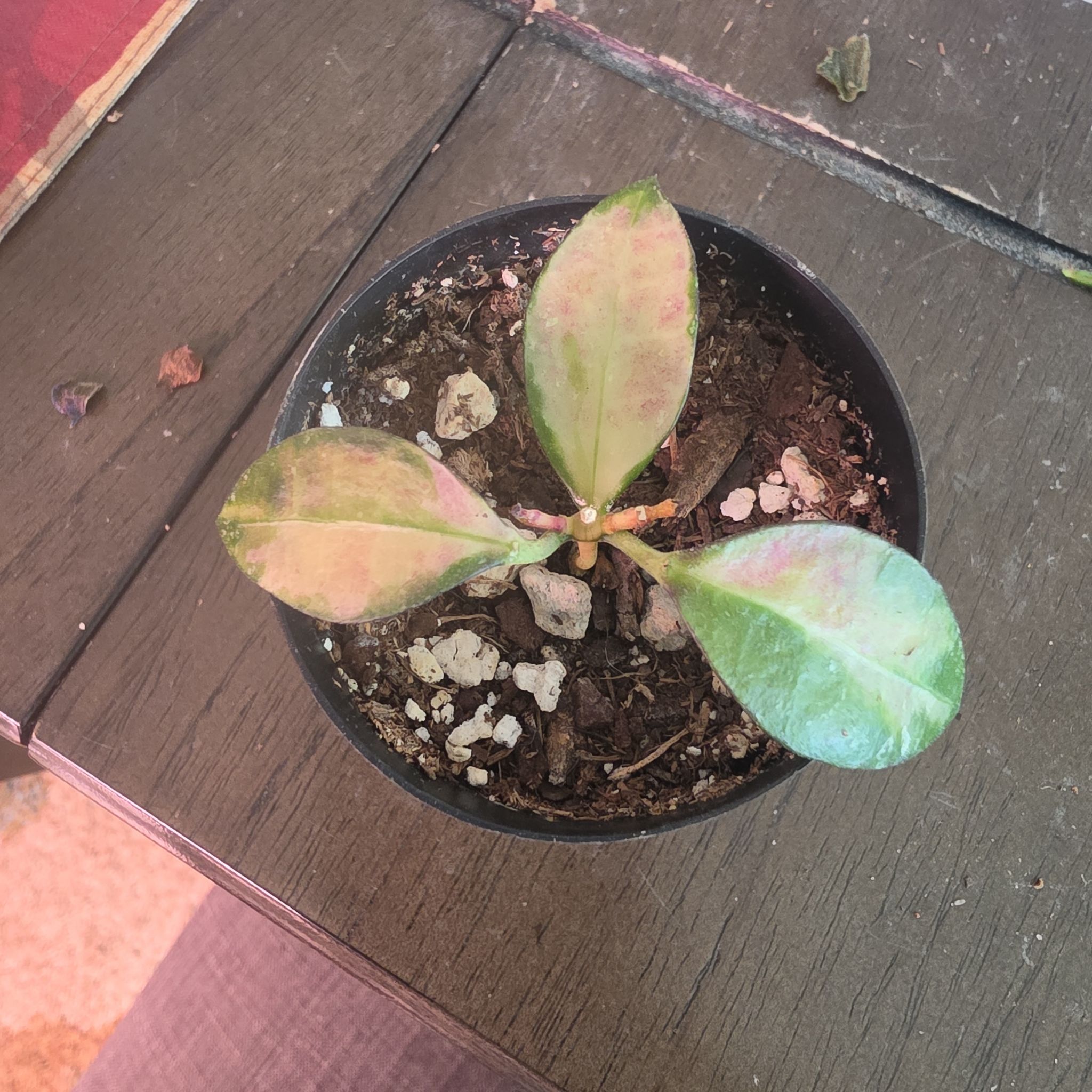 Photo of the plant species Hoya walliniana 'Variegated' by @VersatileHedera named Demi on Greg, the plant care app