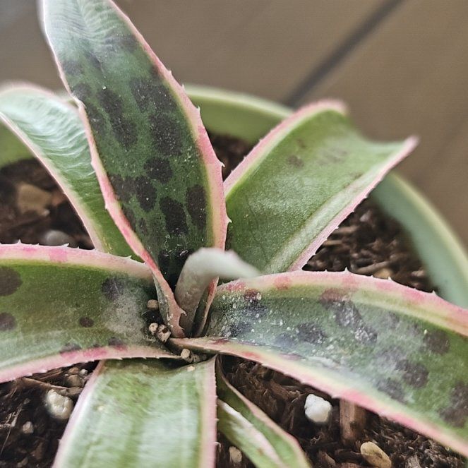 Photo of the plant species Mangave 'Snow Leopard' by @VersatileHedera named Bodhi on Greg, the plant care app