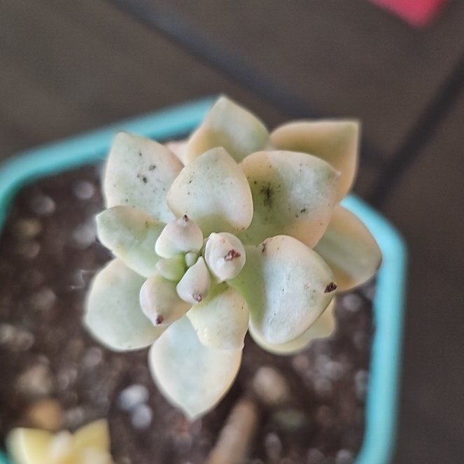 Photo of the plant species Graptopetalum mendozae by @VersatileHedera named Dax on Greg, the plant care app