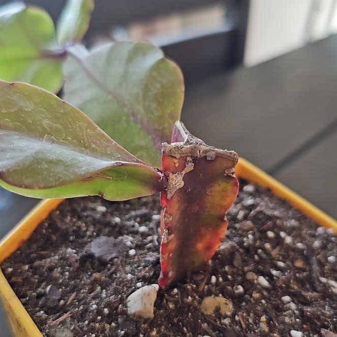 Photo of the plant species Rhipsalis pachyptera by @VersatileHedera named Winston on Greg, the plant care app