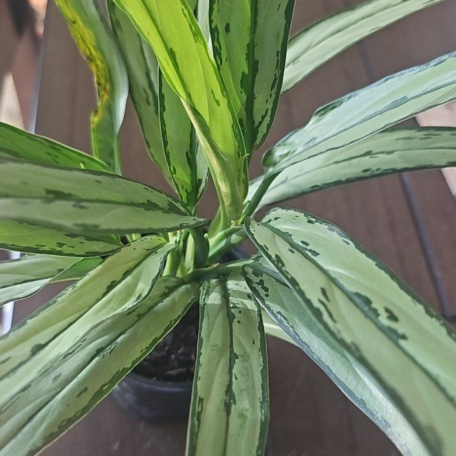 Photo of the plant species Chinese Evergreen by @VersatileHedera named Baesil on Greg, the plant care app