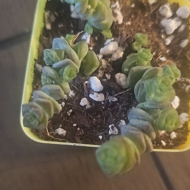 Photo of the plant species Crassula 'Baby's Necklace' by @VersatileHedera named Foxxy on Greg, the plant care app