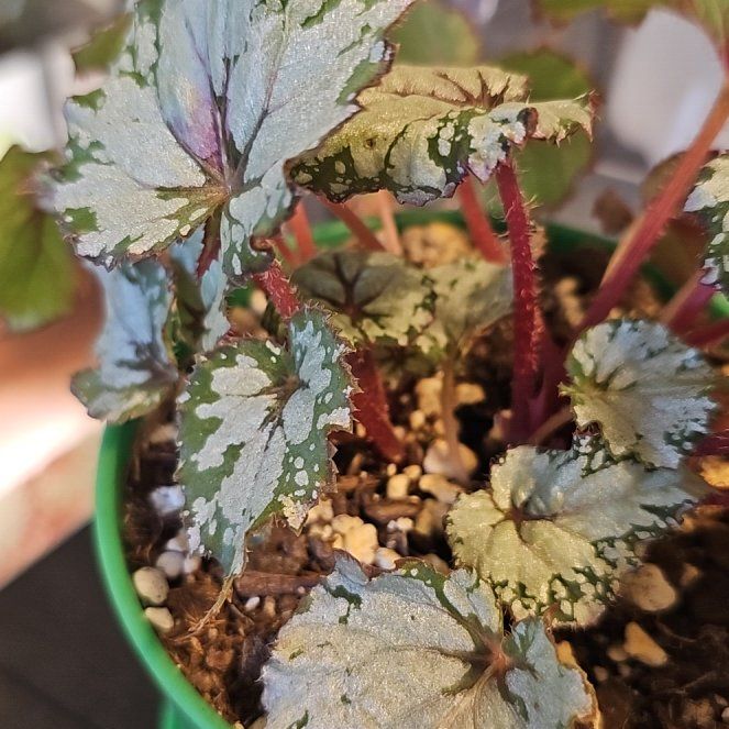 Photo of the plant species Maori Haze Begonia by @VersatileHedera named Fernie Saunders on Greg, the plant care app